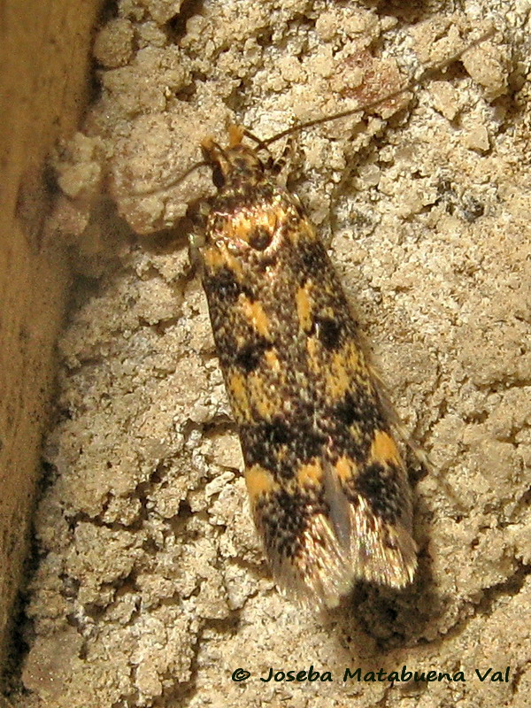 Bryotropha vondermuhlli - Gelechiidae ?